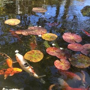 Meet your Posher, Tc oya